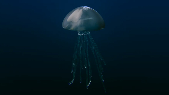 اضغط على الصورة لعرض أكبر. 

الإسم:	Cinema-4D-Jellyfish-Animation-Tutorial.jpg 
مشاهدات:	1 
الحجم:	28.7 كيلوبايت 
الهوية:	3310767